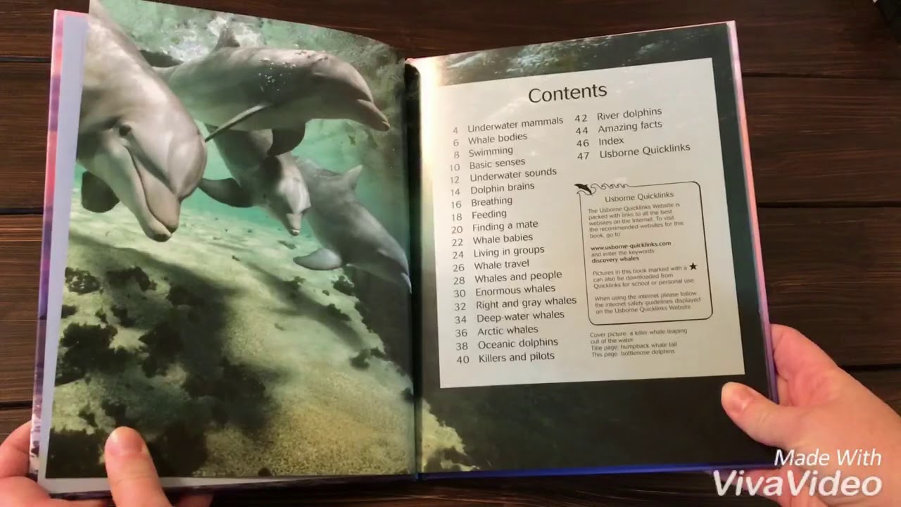 Whales and Dolphins Usborne
