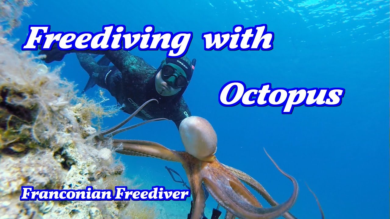 Freediving with Octopus vulgaris (HD)