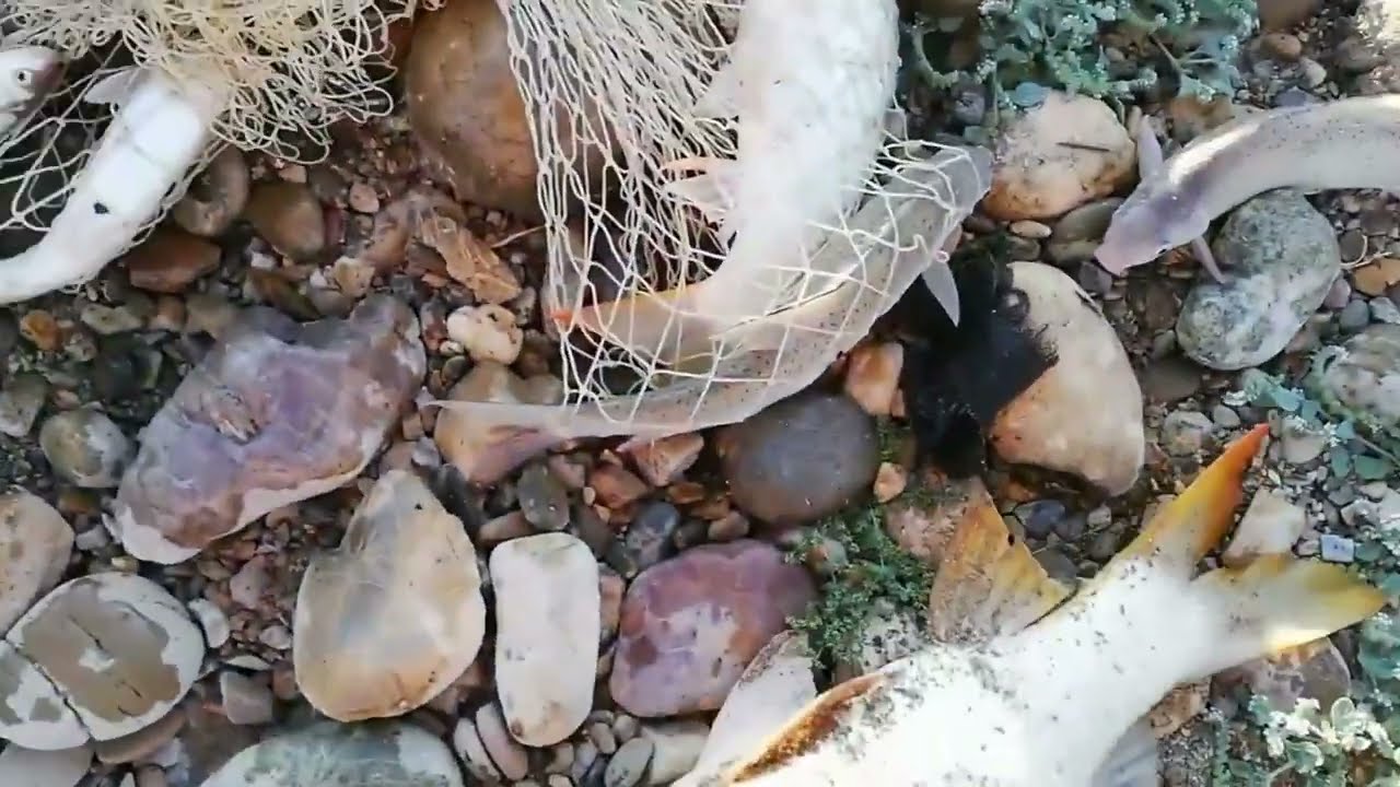 SERPME İLE BALIK AVI (ÇOK GÜZEL BALIK ÇIKTI )