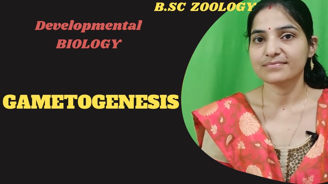 Gametogenesis B.Sc 3rd year||spermatogenesis ||oogenesis||#gnb #developmentalbiology .