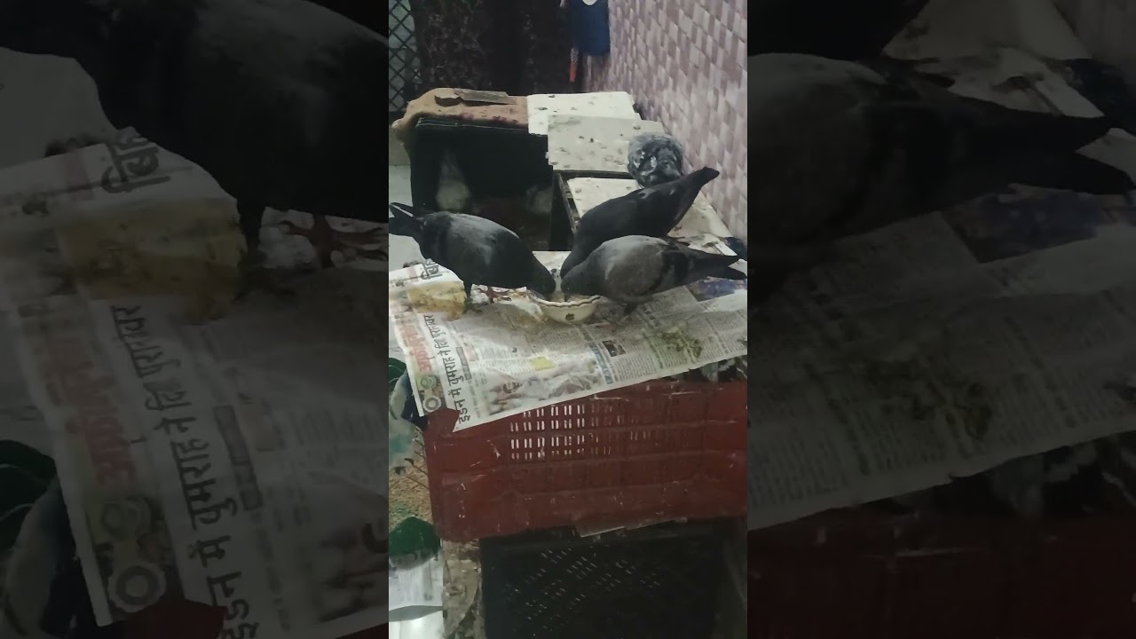 pigeon baby take food 