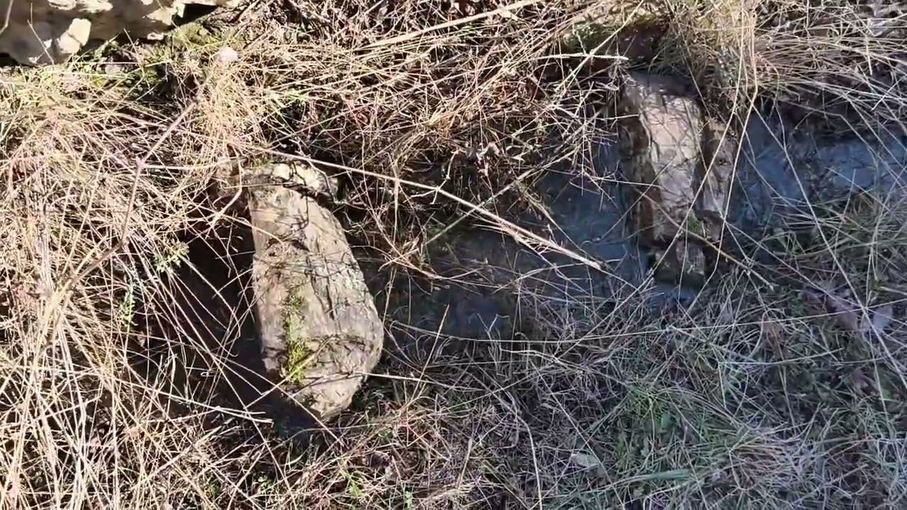 Удерживаю воду и сажаю Лесосад вдоль ручья!