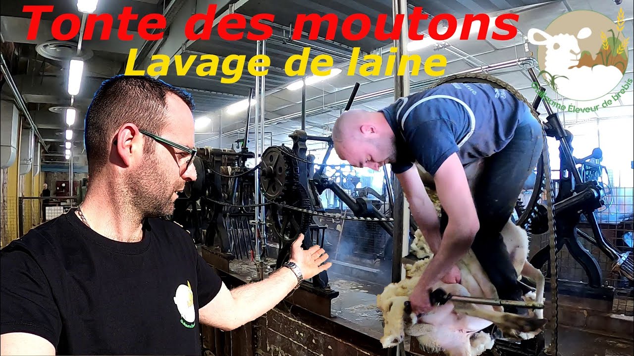 Tonte des brebis & lavage de la laine N°50