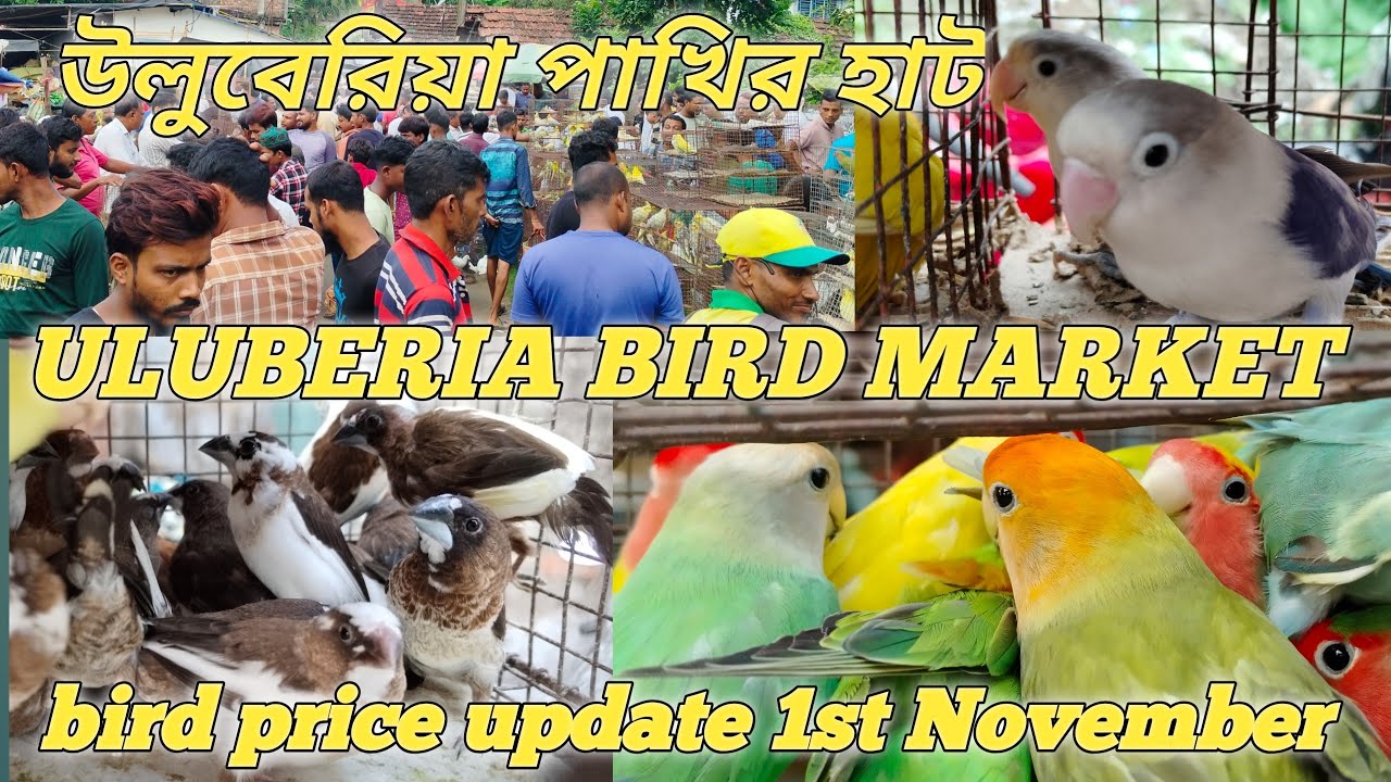Uluberia Bird market all bird price update 1st November 2025 uluberia pakhir haat 