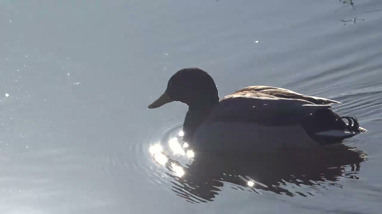 Våren i Flemingsbergsviken