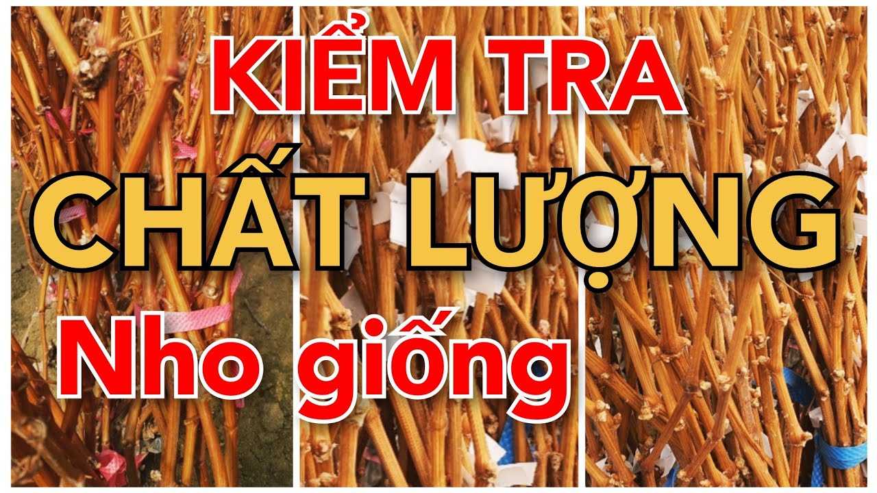 KIỂM TRA CHẤT LƯỢNG NHO GIỐNG MẪU ĐƠN HÀN QUỐC - KỸ THUẬT TRỒNG NHO ( giàn chữ Y)TỪ A-Z
