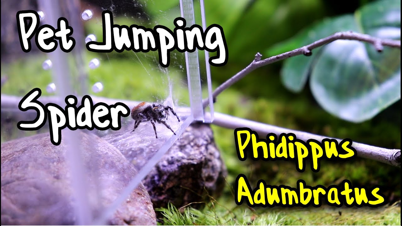 Phidippus Adumbratus Showcase