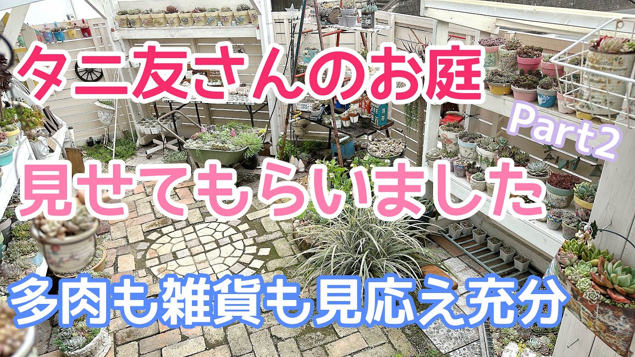 【vlog400】【多肉植物】タニ友さんのお庭見せてもらいましたPart2🍀鉢のコレクションも凄い✨