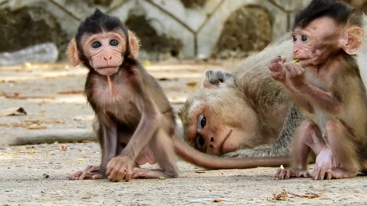 OMG! Grandma Baby Monkey, Martin She was so tired that she fell to the ground.