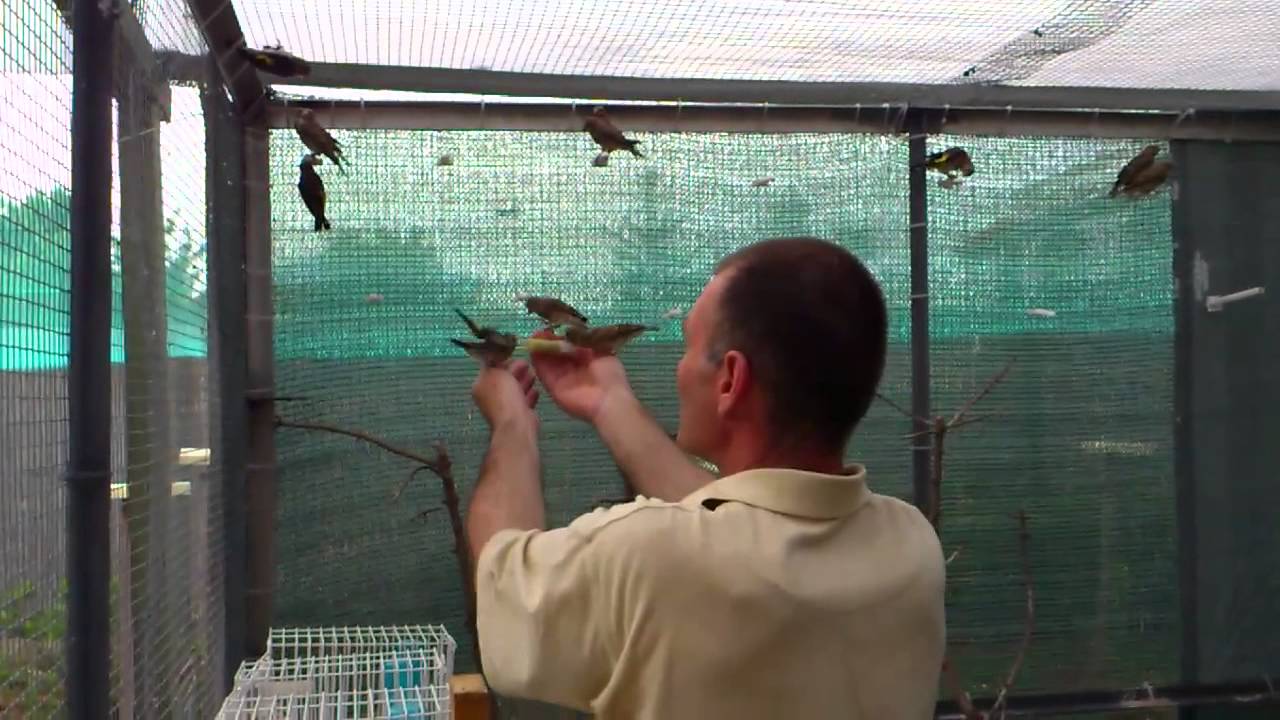 mladi grdelini i faganeli (young goldfinches and linnets)