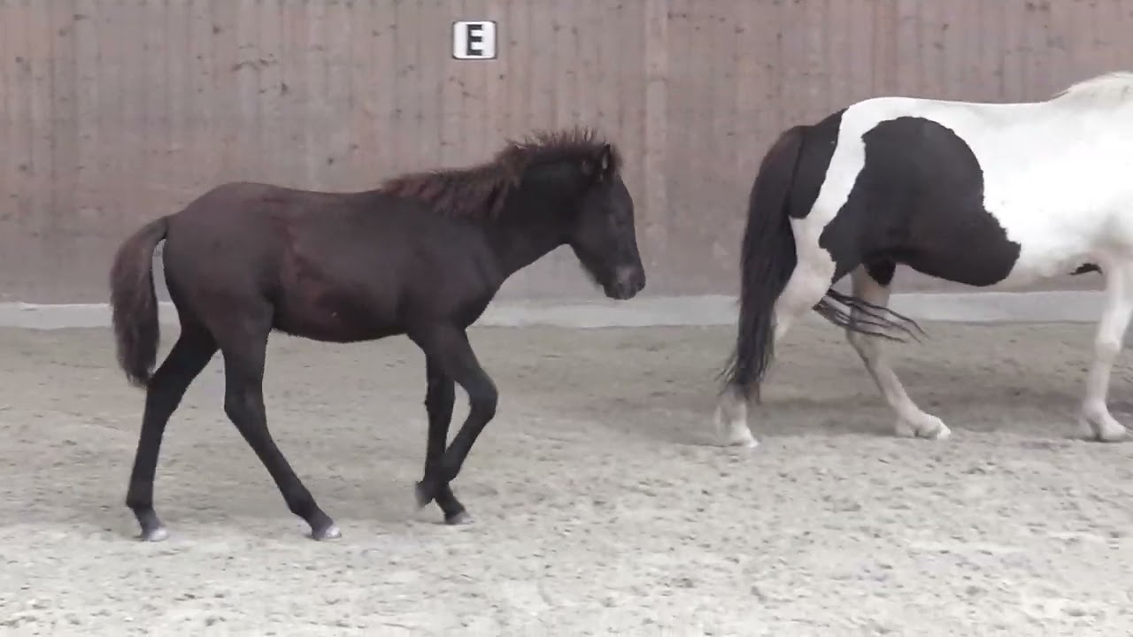 Óskasteinn vom Lipperthof