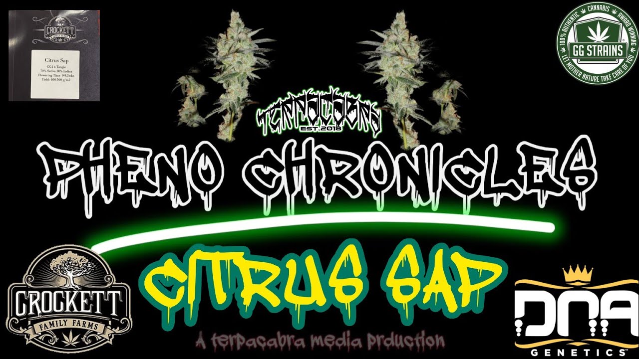 Pheno Chronicles ft. CITRUS SAP by Crocket Family Farms & DNA Genetics ( tangie x gorilla glue #4 )