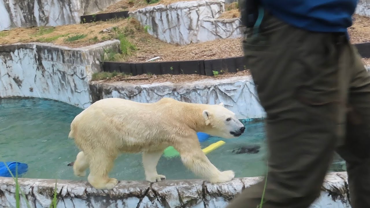 飼育員さんに全力で駆け寄るフブキくん💨ナイトZOOホッキョクグマのアニマルトーク【東山動植物園】