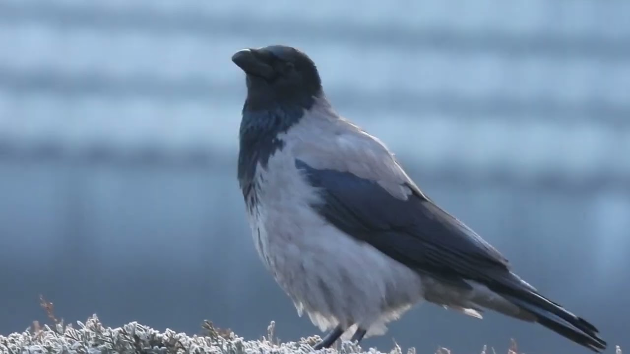 Crow cawing sound 1 hour