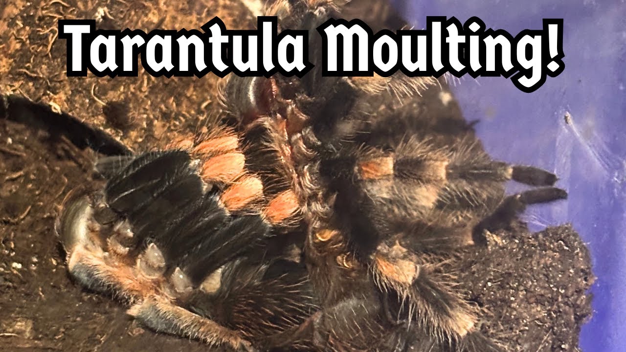Tarantula Moulting - What Happens/What To Do When Your Spider Moults | Spooderpods