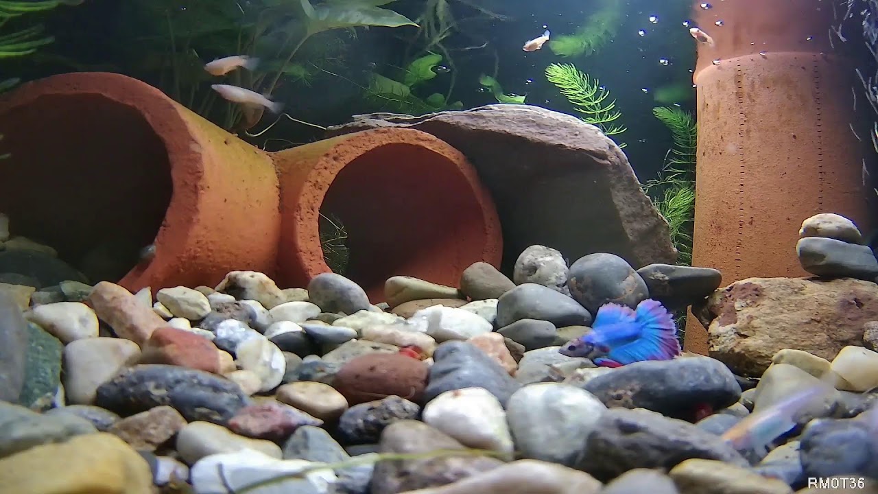24/7 Betta Fish Live Stream — Ecosystem Pond