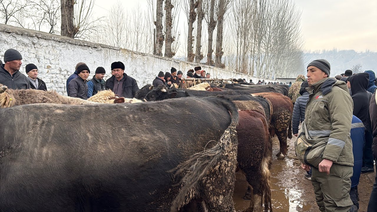 Tergachi mol bozori semiz boqma va yosh buqalar narhlari 30.01.2026yil