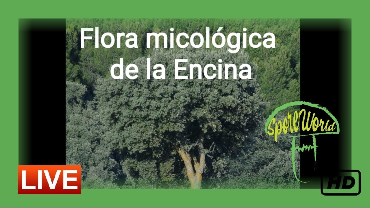 #17.🔺 FLORA MICOLÓGICA DE LA🌳🌳🌳 ENCINA 🌳🌳🌳