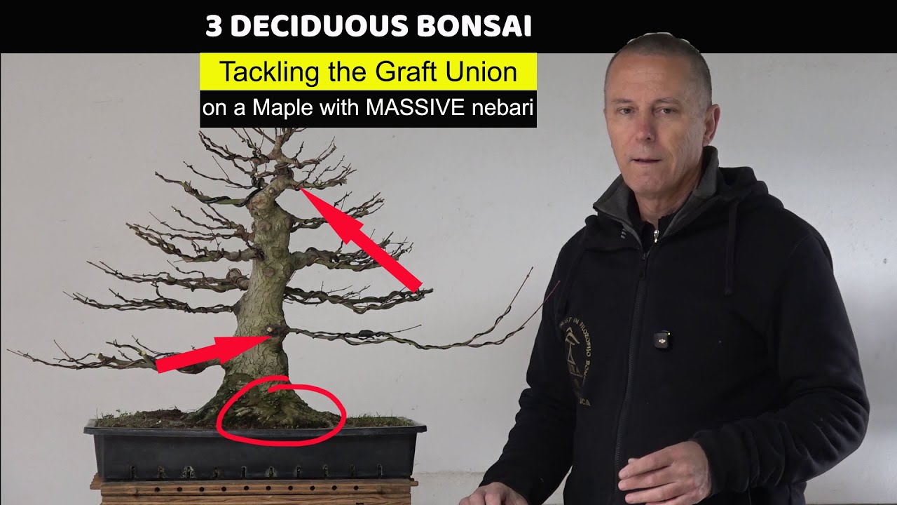 3 Deciduous Bonsai: Tackling the Graft Union on a Maple with MASSIVE nebari