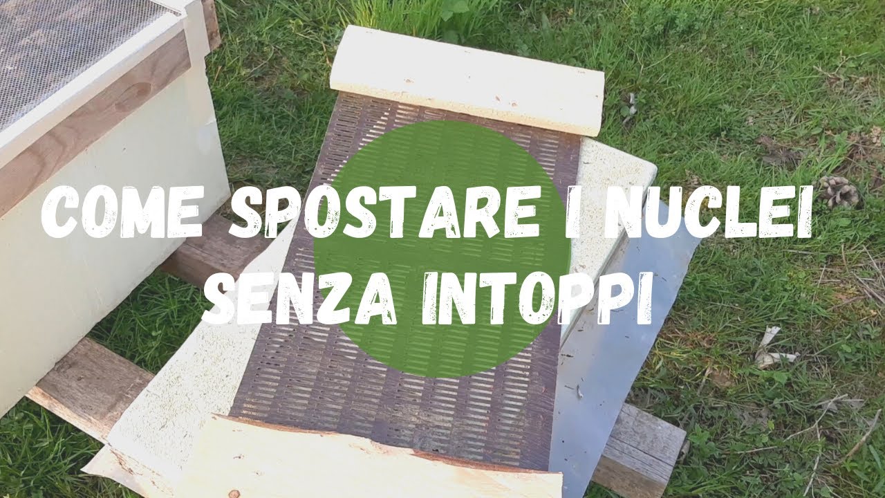 Apicoltura: come spostare i nuclei senza intoppi