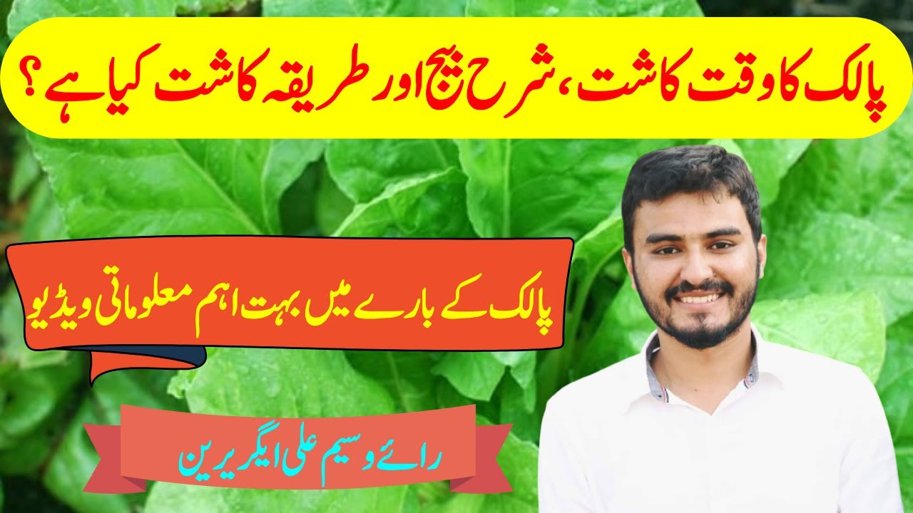 Spinach Cultivation in Punjab | Spinach Best Time & method of sowing|پالک کی پیداواری ٹیکنا لوجی