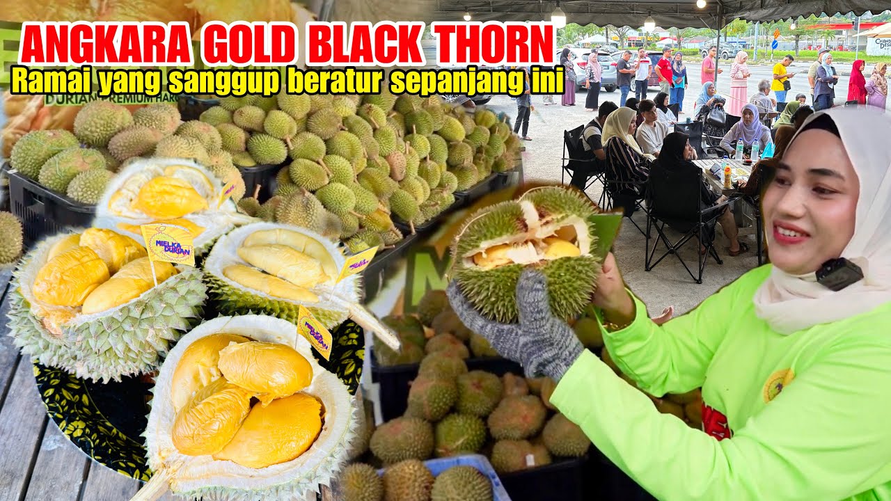 3000 KILO GOLD BLACK THORN HABIS TERJUAL DENGAN WARANTY SEUMUR HIDUP
