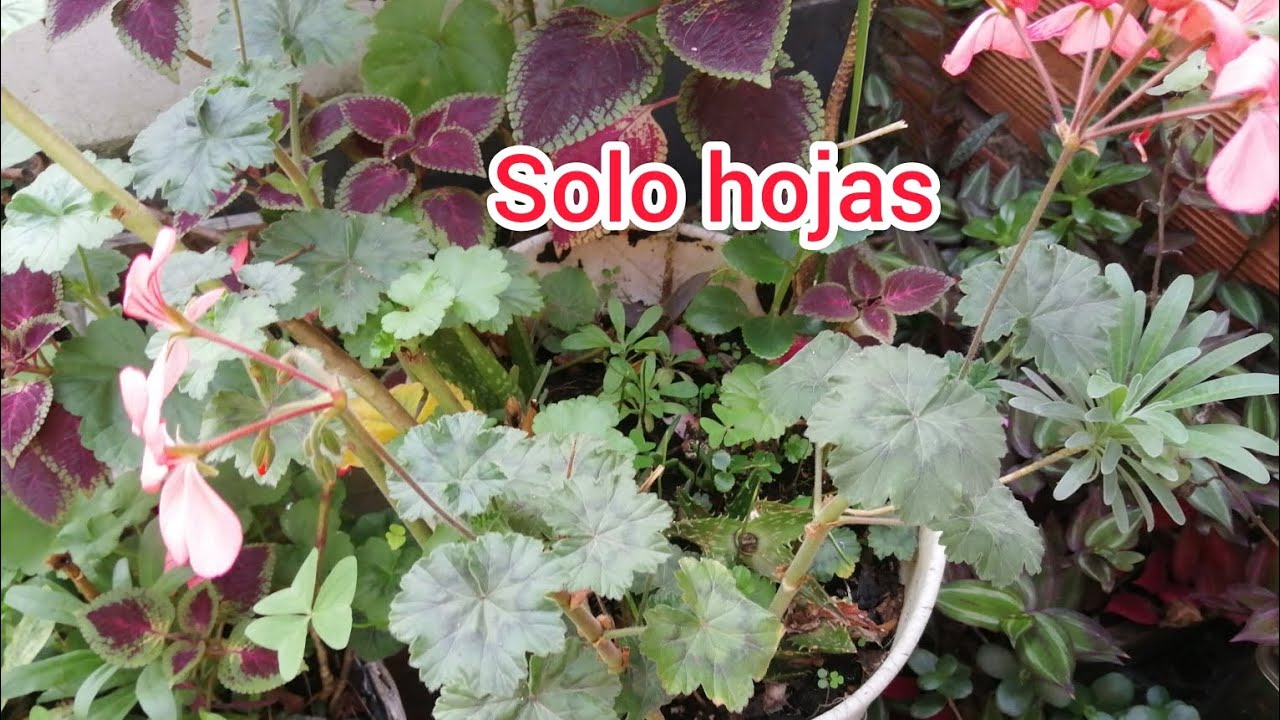 Sembrando novios#suculentas #plantas 