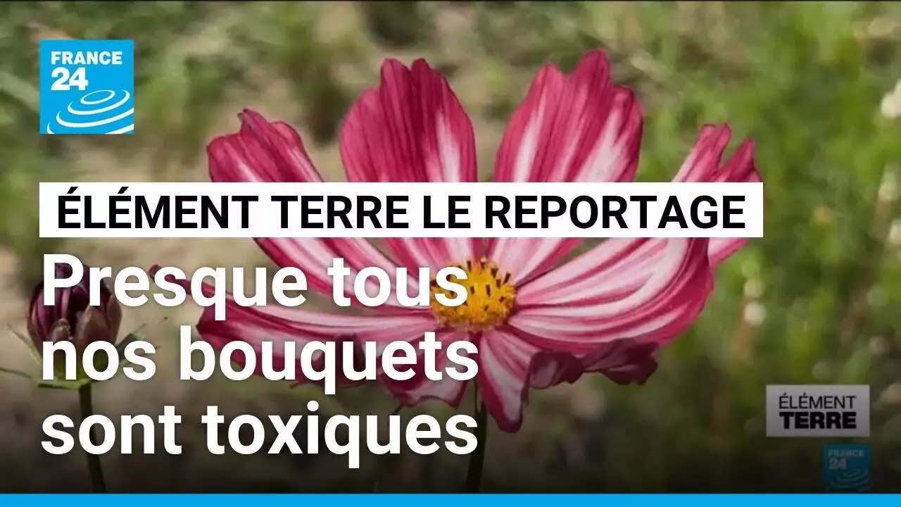 Ils vendent des fleurs qui ne vous rendront pas malades • FRANCE 24