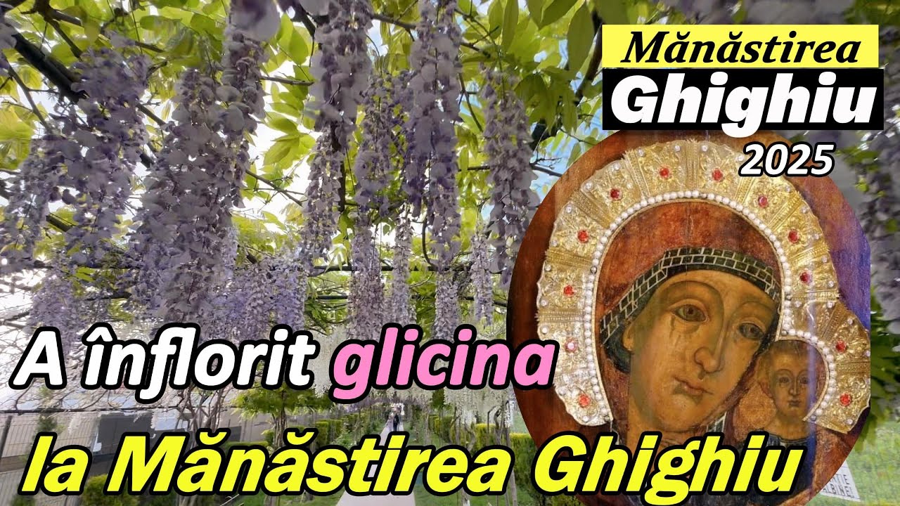 A înflorit GLICINA la Mănăstirea GHIGHIU. Icoana făcătoare de minuni a Maicii Domnului Siriaca, 2025