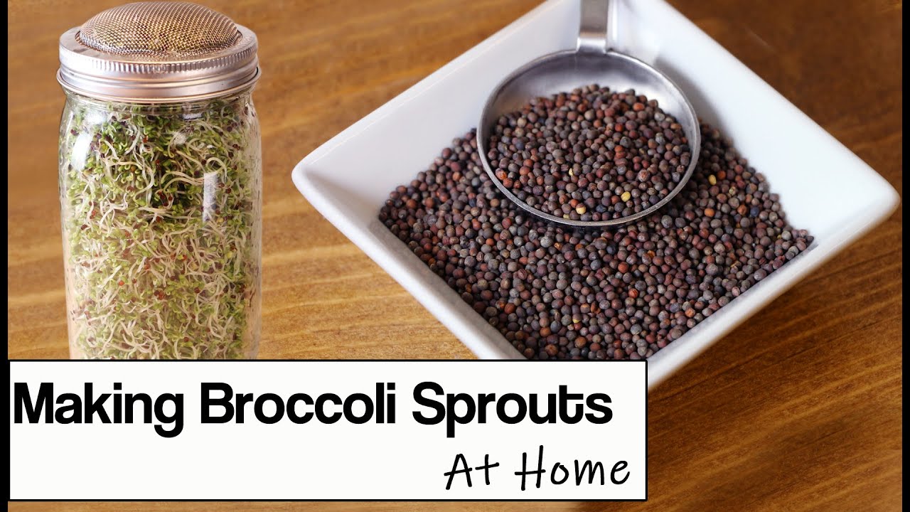 Broccoli Sprouts: How to Grow Them at Home (in a Jar)