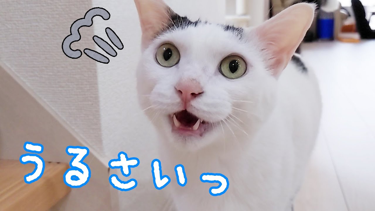チロさんに話しかけたら「うるさいっ」て言われました…