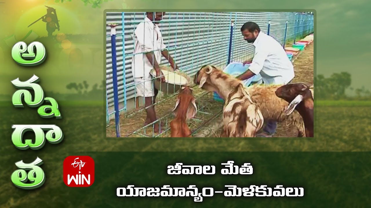 జీవాల మేత యాజమాన్యం-మెళకువలు | Feed management in sheep | ETV