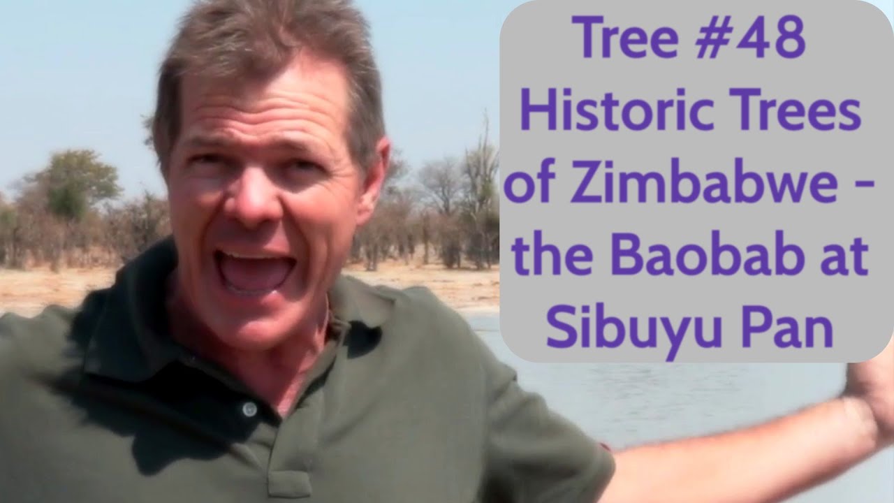 Tree #48 Historic Trees of Zimbabwe - The Baobab at Sibuyu Pan