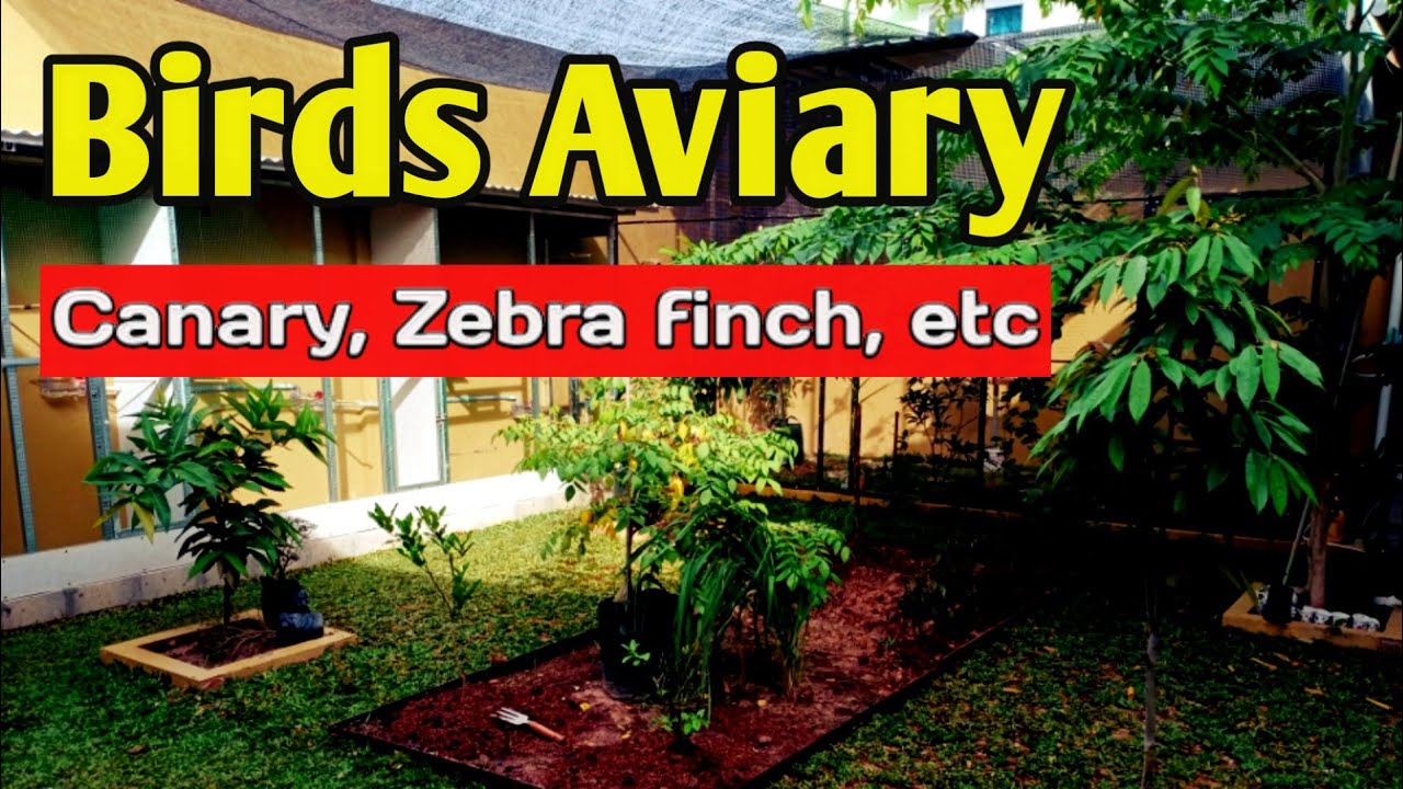 Bird aviary 2 (canary & zebra finch, etc.) - SS Aviary