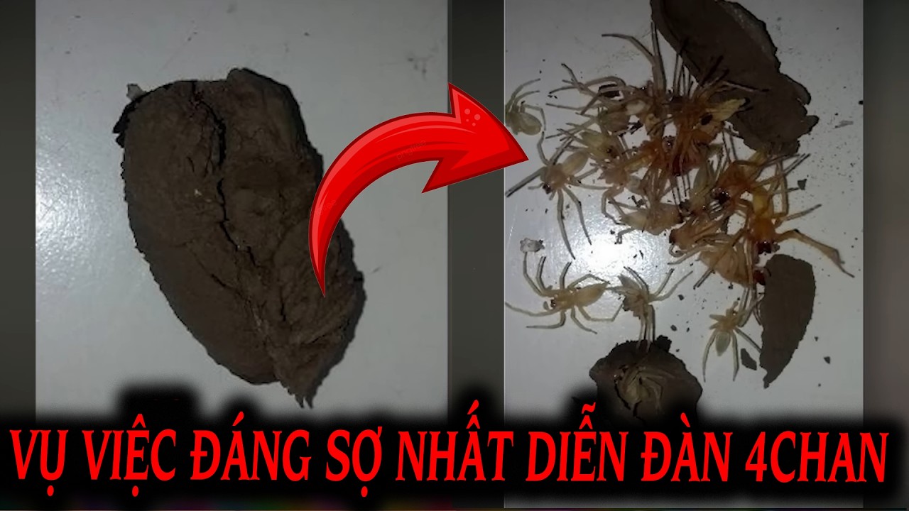 Giải Mã 3 Vụ Việc Kinh Dị Và Bí Ẩn Nhất Trên Diễn Đàn 4Chan
