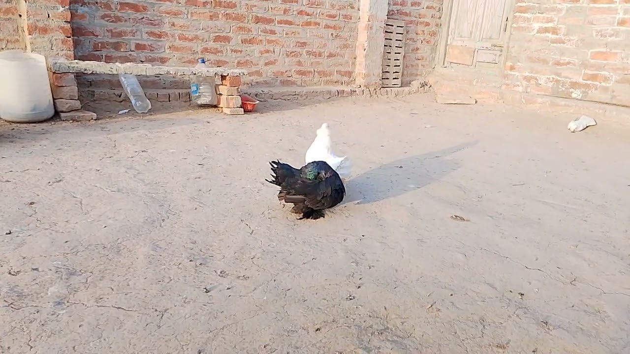 My shoke 