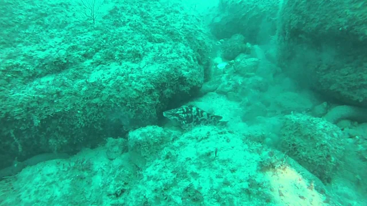 Itxas Dive- Arribolas 24-3-2012