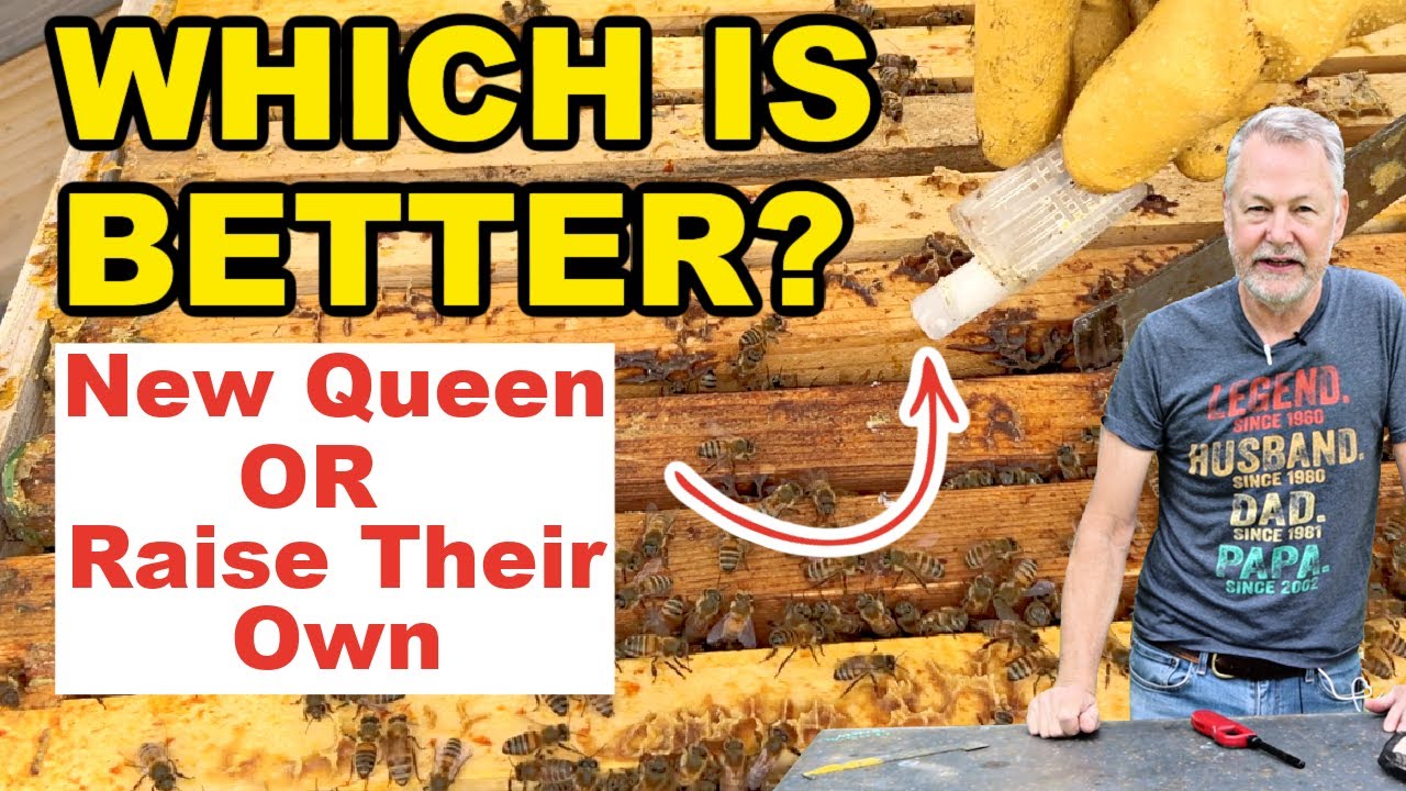 Beekeeping Split: How To Introduce A New Queen After A Split