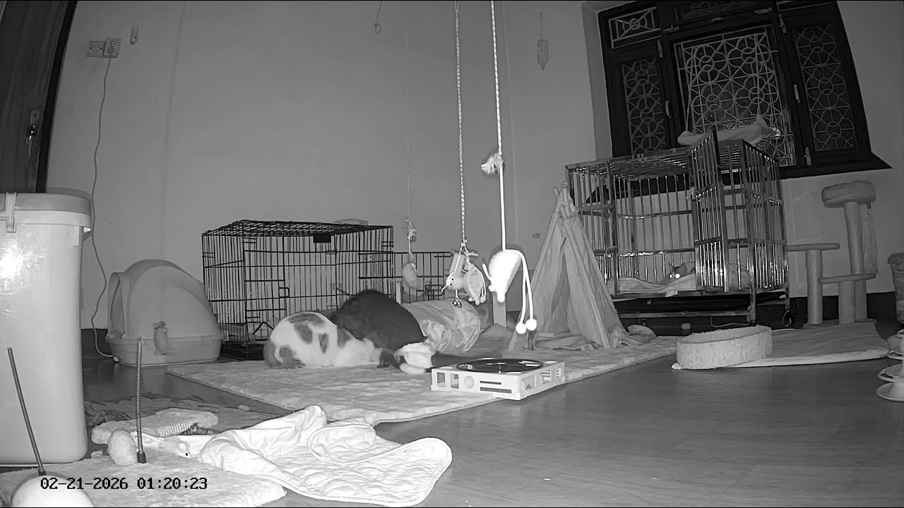 Highlights from the Special Needs Kitten Room ( 21st Feb , 2026 ) #catsofyoutube 😸🐈‍⬛
