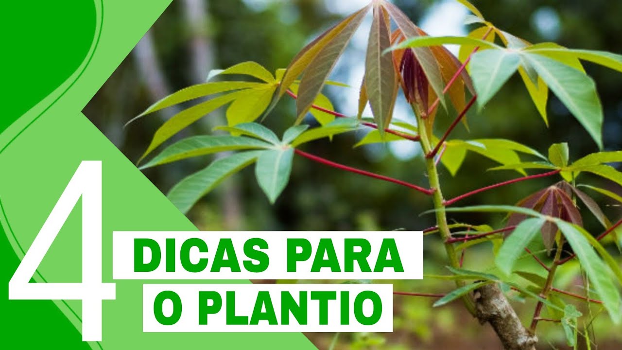 4 DICAS PARA OBTER SUCESSO NO PLANTIO DA MANDIOCA E AIPIM