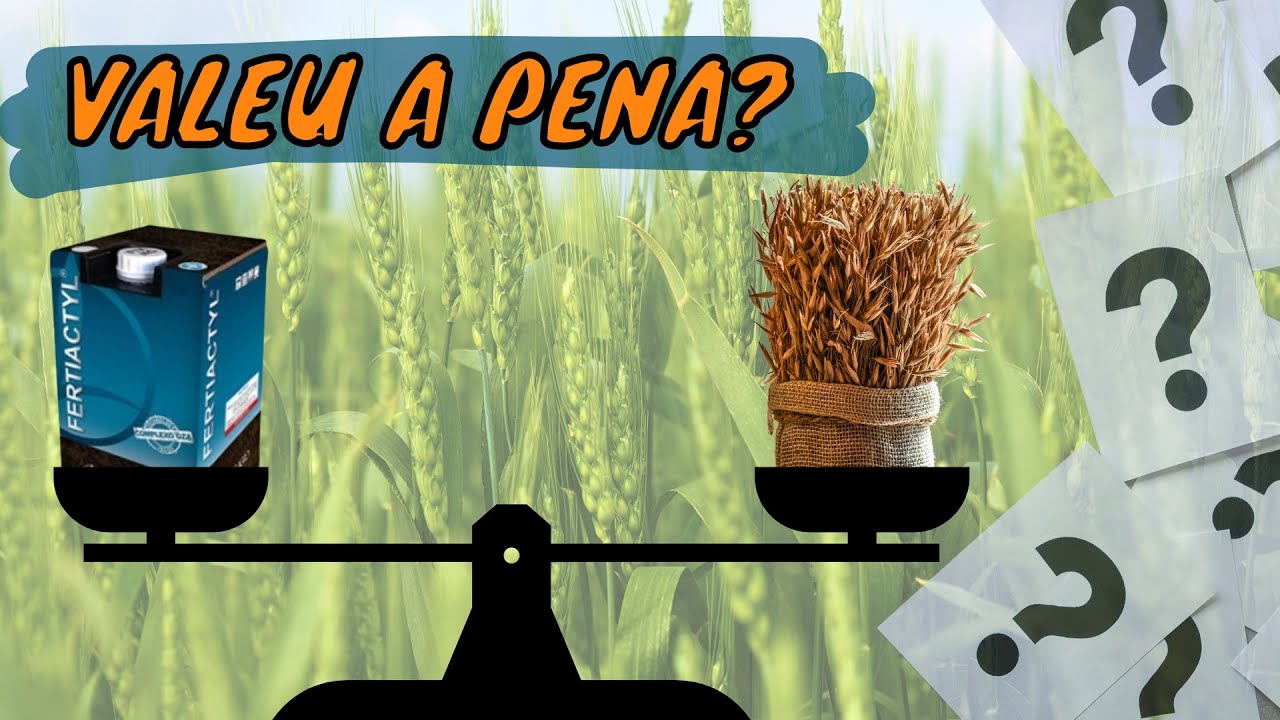 GZ NO TRIGO: Deu diferença?