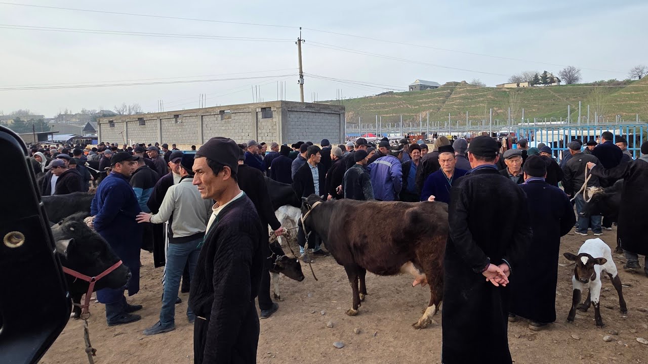 OLTINSOY MIRSHODI CHORVA BOZORI 14.03.2026y