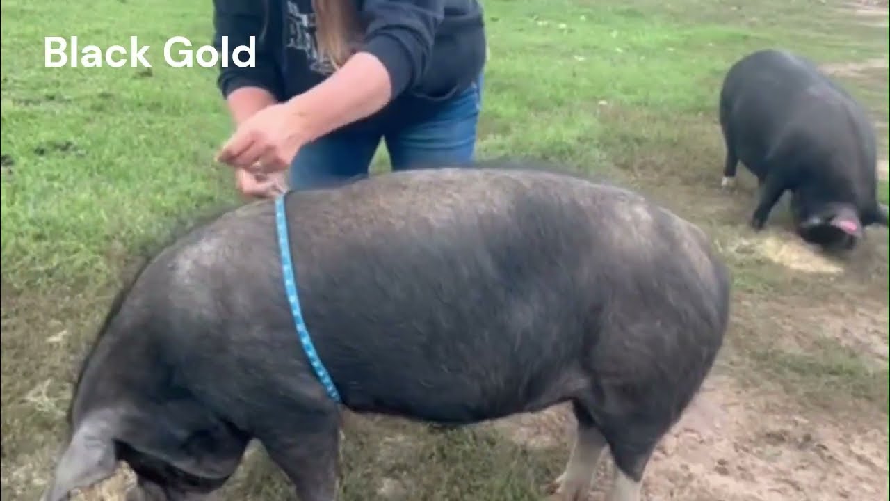Tape Measurements for pigs