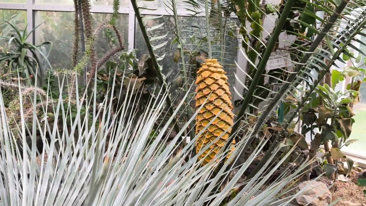 Palmengarten Frankfurt am Main 