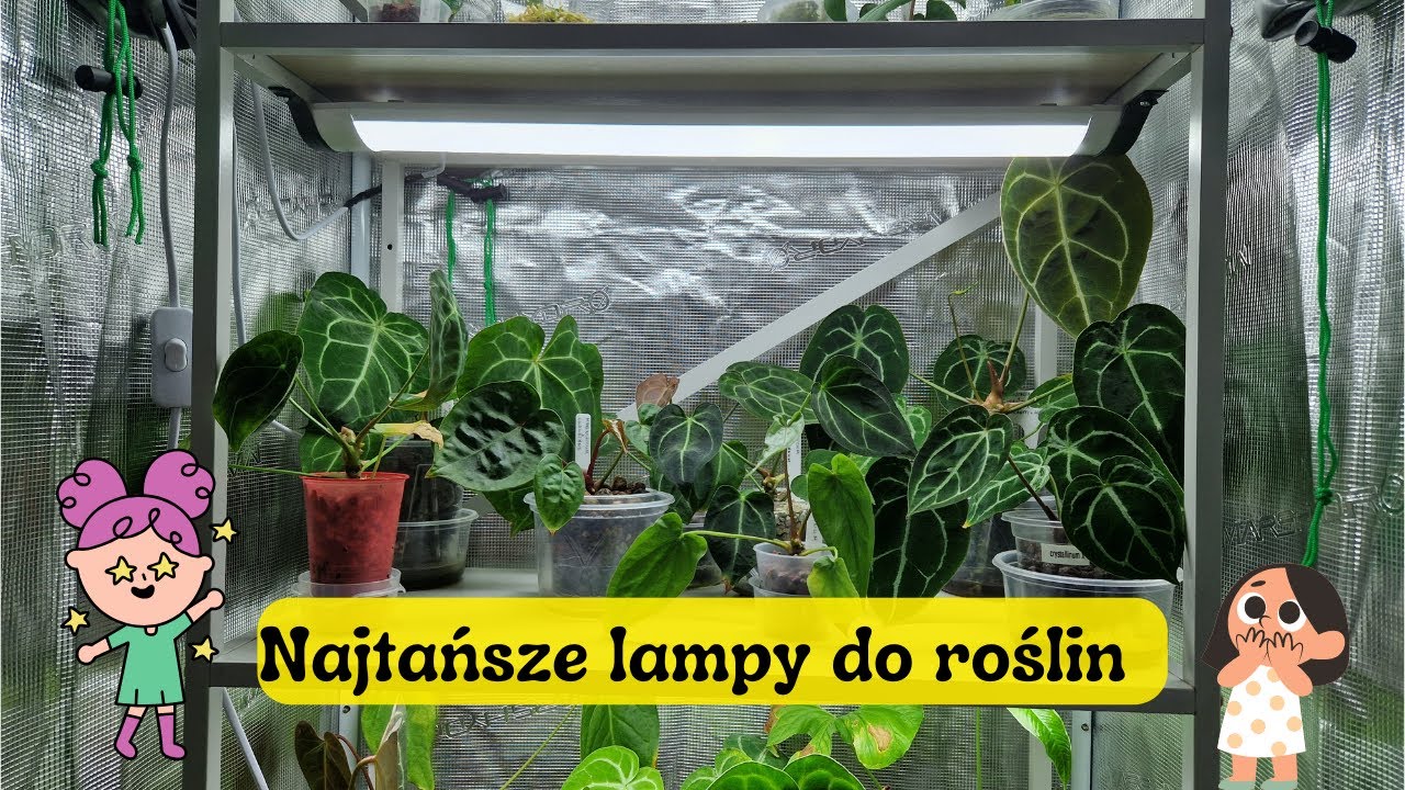 Najtańsze lampy do roślin 🤑🤑🤑 Taniej sie już nie da
