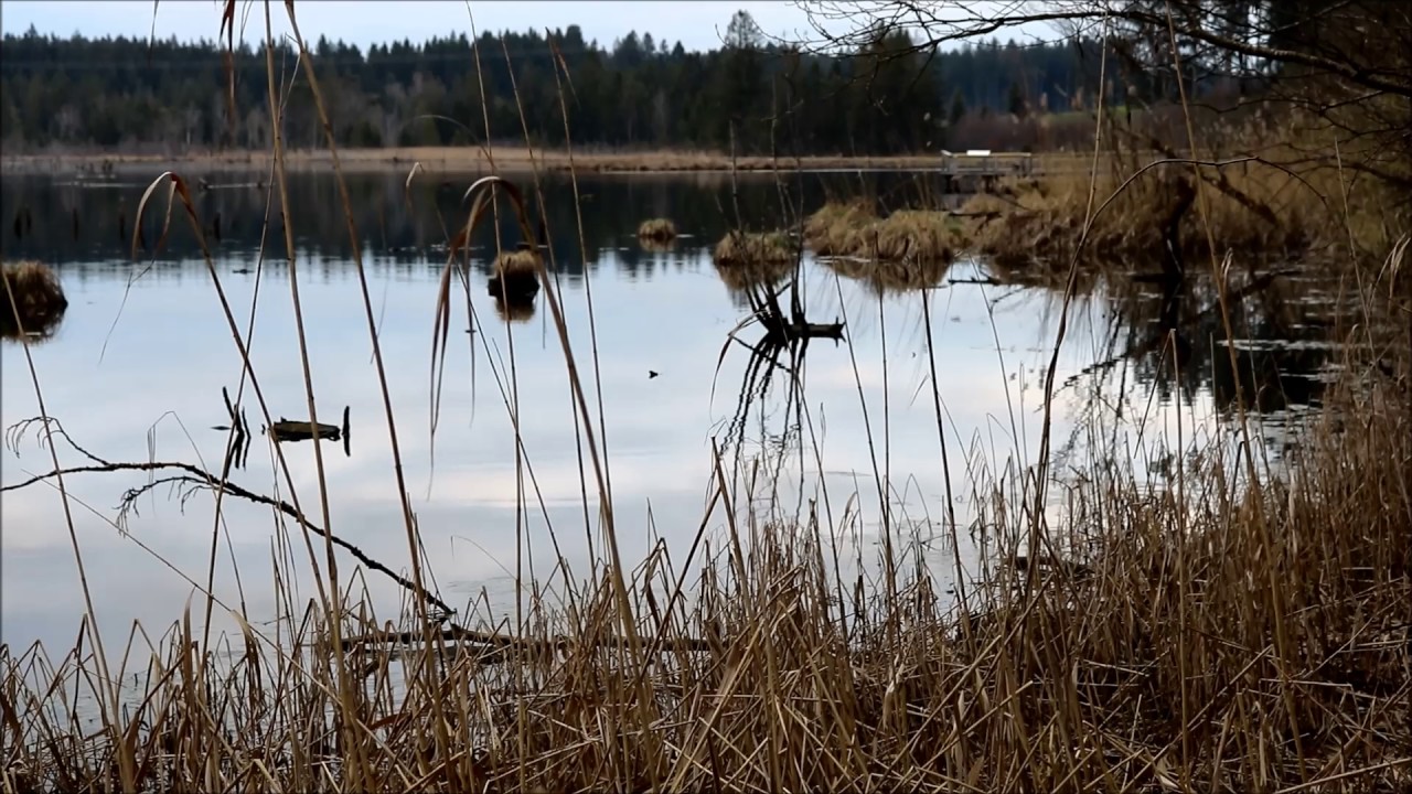 1 Stunde am Waldweiher mit Gänse geschnatter - Entspannungsvideo - Einschlafhilfe