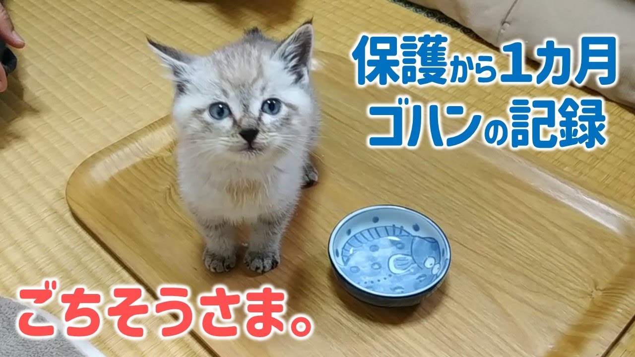 ゴハン最高、おかわりください‼　思わず『うまうま』おしゃべりする子猫の１カ月【保護猫】