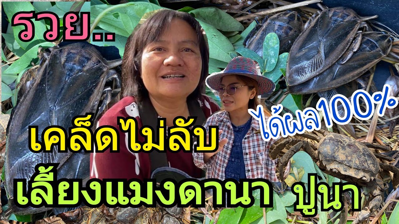 เลี้ยงแมงดานา-ปูนา ได้ผลร้อยเปอร์เซ็นต์ แมงดานาพารวย-แมงดาออนไลน์ เกษตรอีสาน