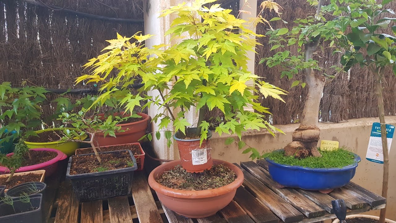 Acodo aéreo Arce Palmatum Orange Dream (14/05/2021)