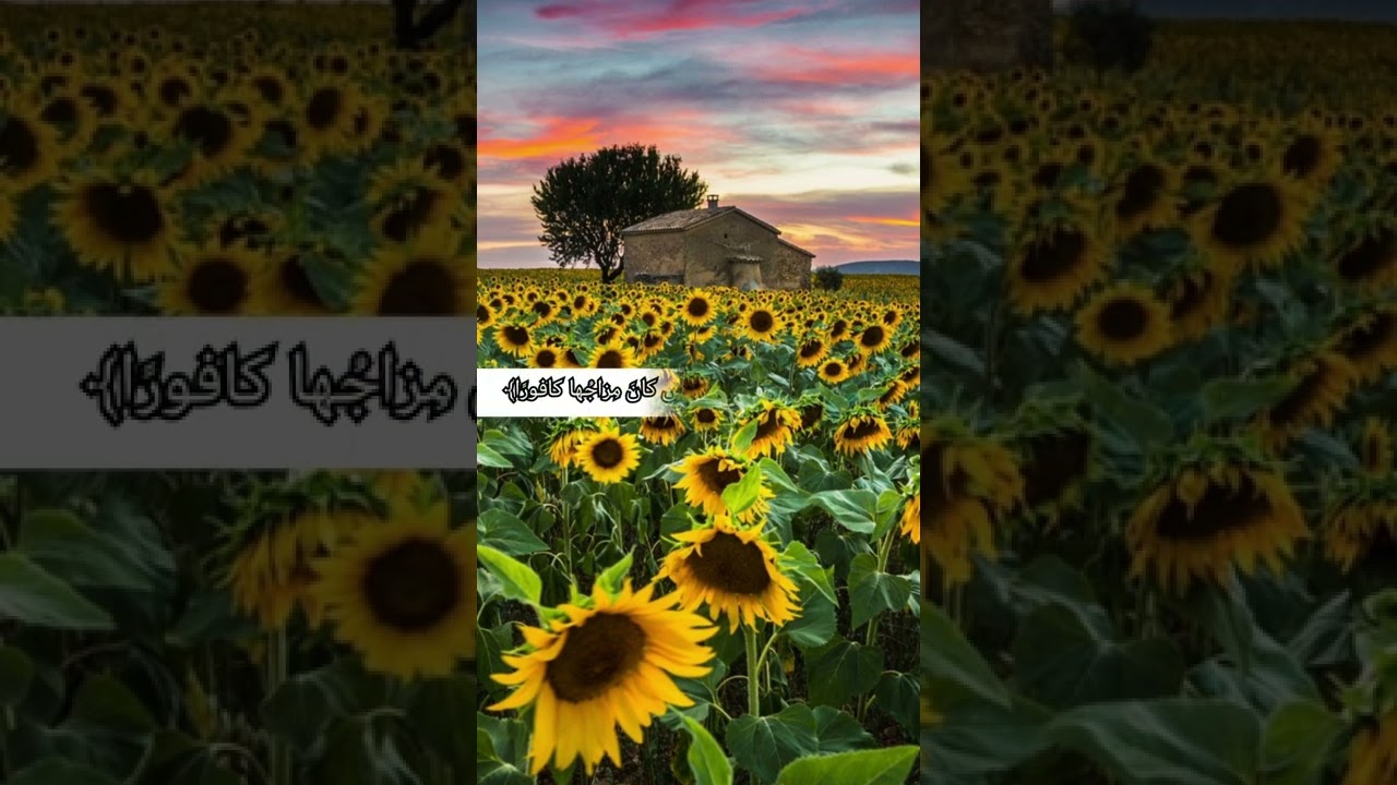 ما تيسر من القرآن الكريم 💛